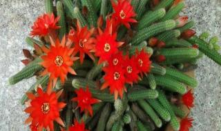 植物大战僵尸2金手指