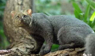 身穿黄袍是什么动物