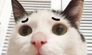 重庆一博士偷菜被抓